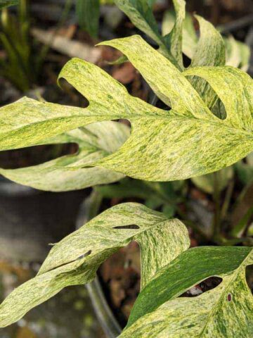 Alternative view of Epipremnum Pinnatum Mint Plant