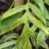 Epipremnum Pinnatum Mint Plant