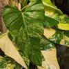 Philodendron Domesticum Variegatum Plant