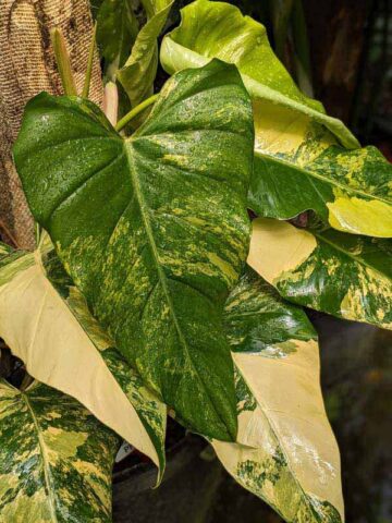 Philodendron Domesticum Variegatum Plant