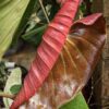 Lg. Philodendron Lynamii Plant