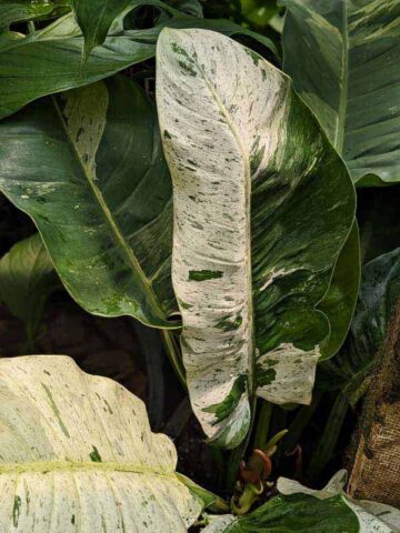 XL Philodendron Orlando Variegata Plant