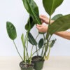 Lg. Philodendron Subterranean Paddle Leaf Plant