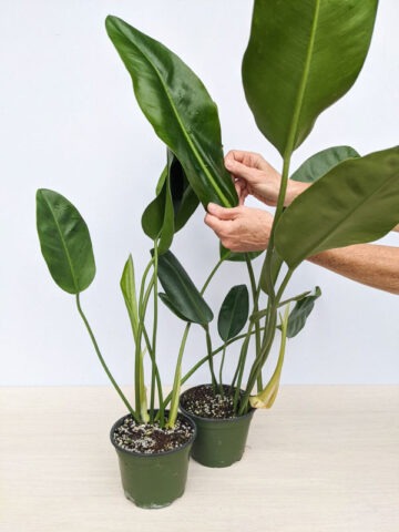 Lg. Philodendron Subterranean Paddle Leaf Plant