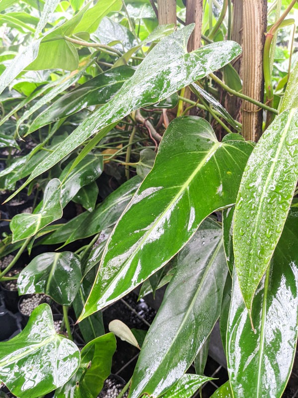 Philodendron Bernardopazii Plant - Image 3