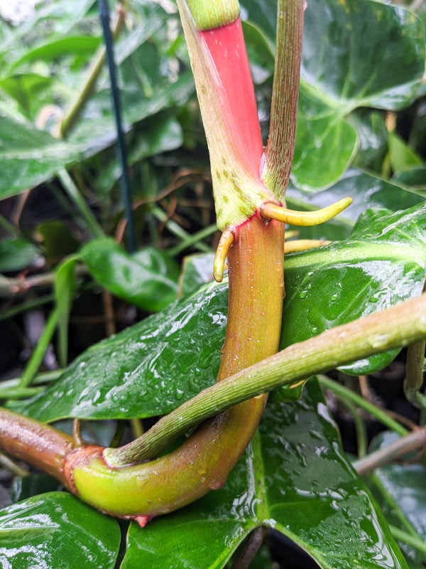 Philodendron Bernardopazii Plant - Image 4