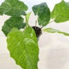 Lg. Spicimen Calathea Musaica Plant