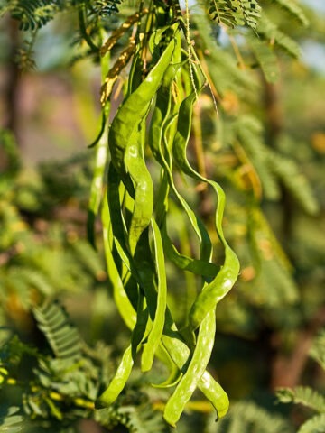 Alternative view of Lg. Yellow Puff Sweet Acacia Tree (acacia farnesiana)
