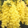 Lg. Yellow Puff Sweet Acacia Tree (acacia farnesiana)