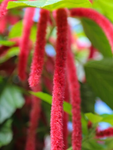 Chenille Red-Hot Cattail (acalypha hispida)