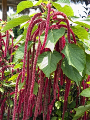 Alternative view of Chenille Red-Hot Cattail (acalypha hispida)