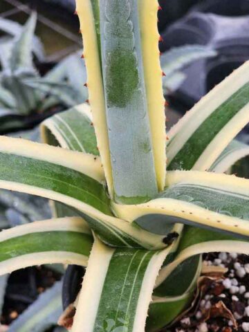 Lg. Large Upright Blue Opal Agave Plant (agave americana sp)