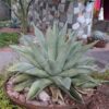 Lg. Las Vegas Coyote Wide Leaf Agave Plant (agave americana sp)