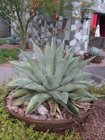 Lg. Las Vegas Coyote Wide Leaf Agave Plant (agave americana sp)
