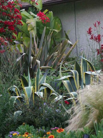 Alternative view of Lg. Showy Giant Matsumoto Agave Plant (agave americana sp)