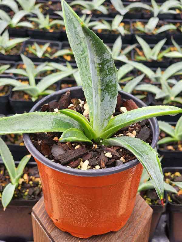 Lg. Showy Lime Edge Gunmetal Agave Plant (agave americana sp) - Image 3