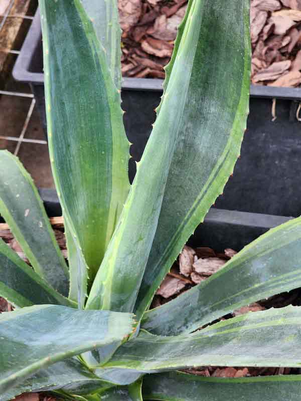 Lg. Showy Lime Edge Gunmetal Agave Plant (agave americana sp) - Image 2
