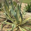 Lg. Yellow Serpent Century Plant Agave Plant (agave americana marginata)