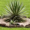 Lg. Caribbean Candy Stripe Agave Plant (agave angustifolia marginata)