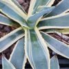 Lg. Showy Marshmallow Cream Agave Plant (agave americana sp)