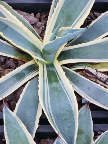 Lg. Showy Marshmallow Cream Agave Plant (agave americana sp)