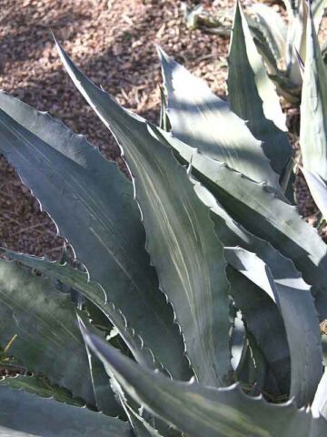 Lg. Striata Las Vegas Silver Agave Plant (agave americana sp)