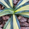 Lg. Striata Las Vegas Gold Strike Agave Plant (agave americana sp)