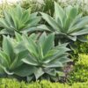 Soft Thornless Fox Tail Agave Plant (agave attenuata)