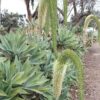 Lg. Soft Thornless Fox Tail Agave Plant (agave attenuata)
