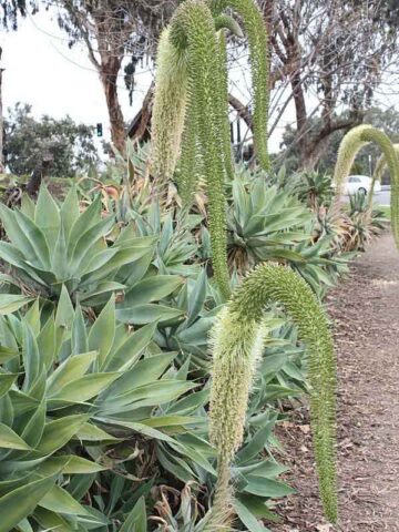 Lg. Soft Thornless Fox Tail Agave Plant (agave attenuata)