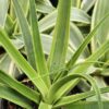 Lg. Rare Variegated Squid Agave Plant (agave bracteosa aurea marginata)