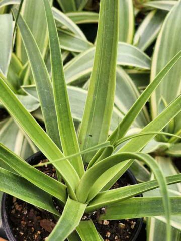 Lg. Rare Variegated Squid Agave Plant (agave bracteosa aurea marginata)