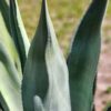 Lg. Giant Blue Scepter Agave Plant (agave sp)