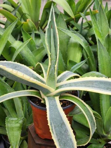 Lg. Cornelius Aurea Marginata Agave Plant (agave americana monstrosa) - Image 4