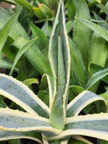 Lg. Cornelius Aurea Marginata Agave Plant (agave americana monstrosa) - Image 3