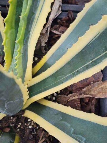 Alternative view of Lg. Cornelius Aurea Marginata Agave Plant (agave americana monstrosa)