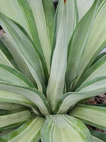 Lg. Soft Leaf Hot Silver #2 Agave Plant (agave desmentiana sp)