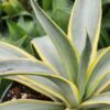 Lg. Soft Leaf Galatic Traveler Agave Plant (agave desmentiana sp)