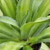 Lg. Soft Leaf Key Lime Soft Leaf Agave Plant (agave desmentiana sp)