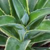 Lg. Soft Leaf Silver Edge Soft Leaf Agave Plant (agave desmentiana sp)