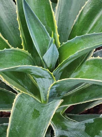 Lg. Soft Leaf Silver Edge Soft Leaf Agave Plant (agave desmentiana sp)