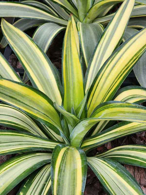 Lg. Rare Soft Leaf Striated Agave Plant (agave desmentiana sp) - Image 3