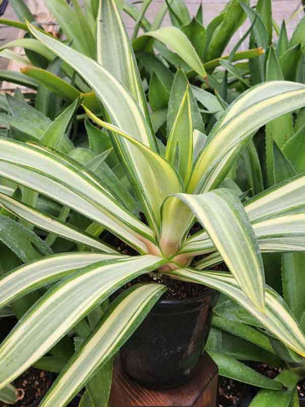 Lg. Rare Soft Leaf Striated Agave Plant (agave desmentiana sp) - Image 5