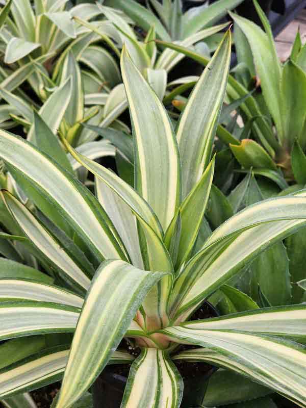 Lg. Rare Soft Leaf Striated Agave Plant (agave desmentiana sp) - Image 4