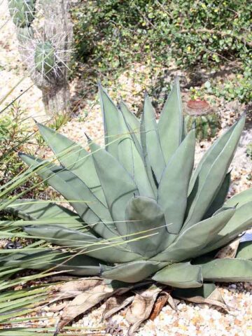 Lg. Huge Gray Sharkskin Agave Plant (agave ferdinandi x scabra)