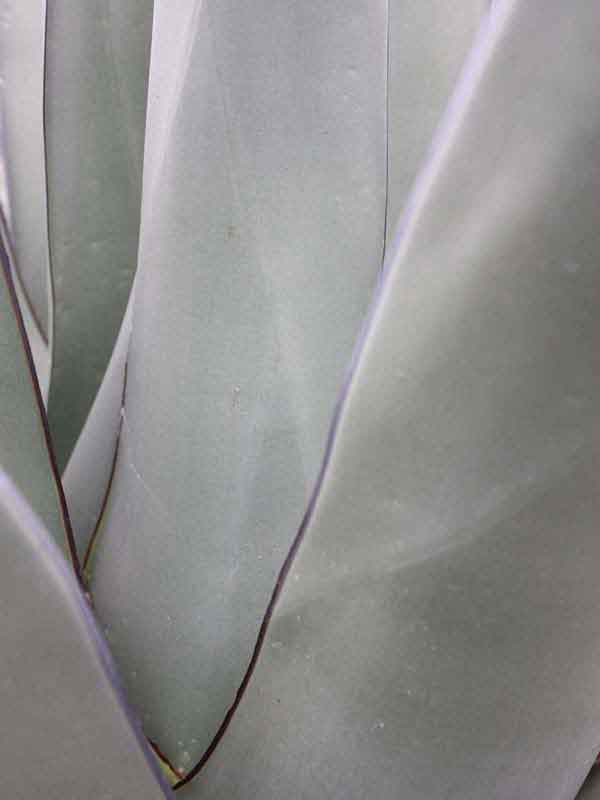 Lg. Huge Gray Sharkskin Agave Plant (agave ferdinandi x scabra) - Image 3
