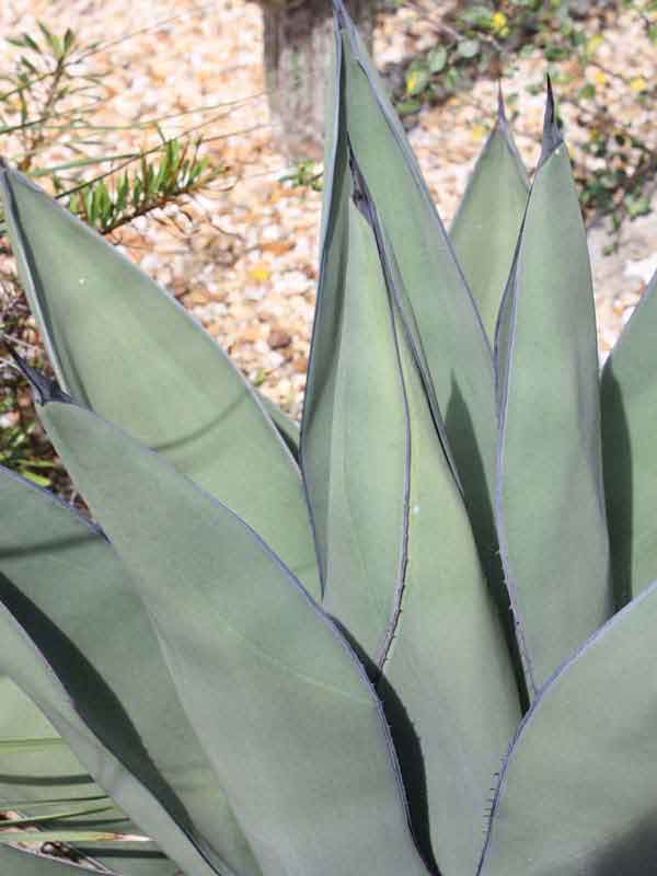 Lg. Huge Gray Sharkskin Agave Plant (agave ferdinandi x scabra) - Image 2