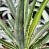 Lg. Phenomenal Fatal Attraction Agave Plant (agave funkiana)