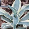 Lg. Alluring Ivory Curls Agave Plant (agave gypsophila marginata)