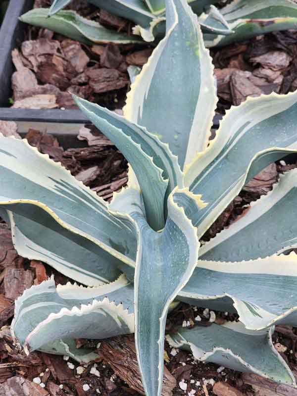 Lg. Alluring Ivory Curls Agave Plant (agave gypsophila marginata)